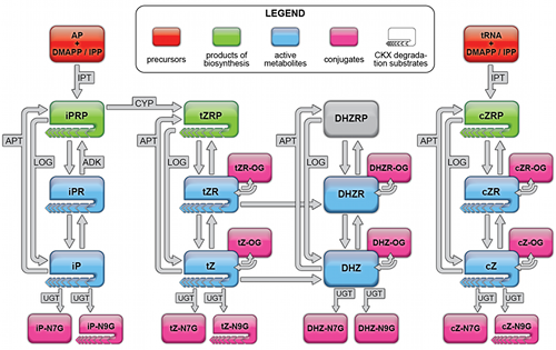 Model metabolické regulace cytokininů